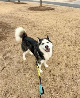 Enlarge Shiloh, an adopted mixed breed in Waxhaw, NC image 4/4