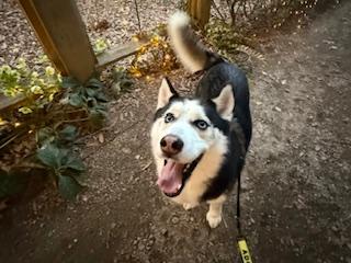 Enlarge Shiloh, an adopted mixed breed in Waxhaw, NC image 1/4