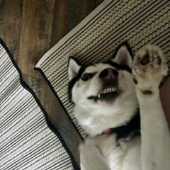 Shiloh, an adoptable mixed breed in Waxhaw, NC image 2/5