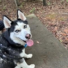Shiloh, adoptable, Young Male Siberian Husky.