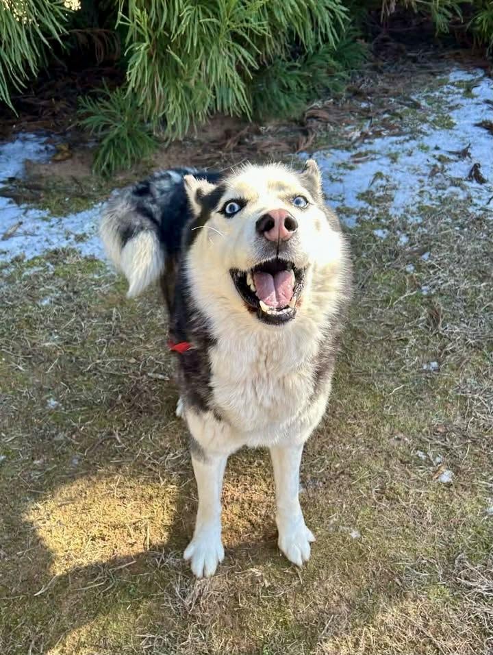 Enlarge Shiloh, a ADOPTABLE mixed breed in Waxhaw, NC image 3/6