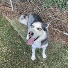 Shiloh, an adoptable mixed breed in Waxhaw, NC image 5/6