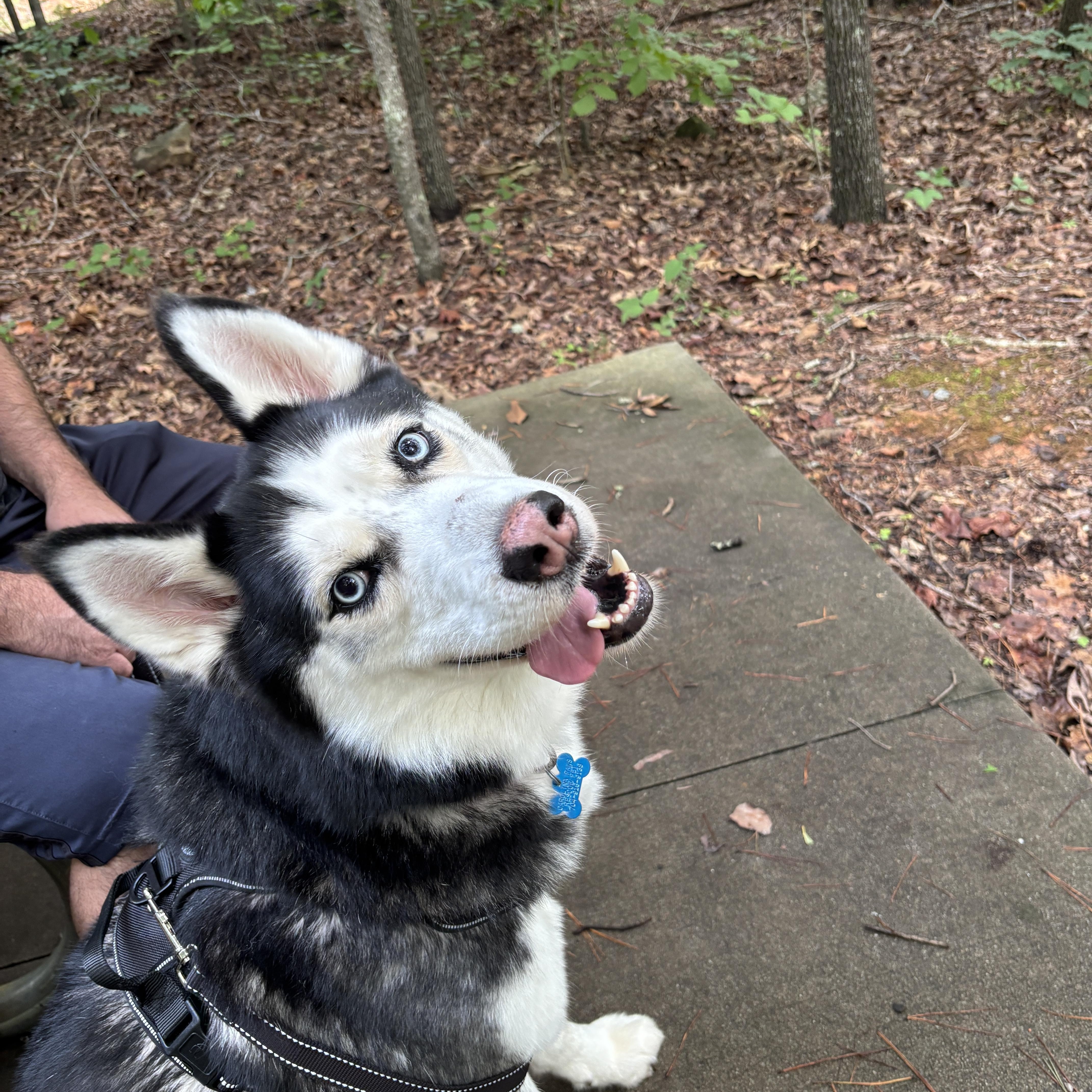 Enlarge Shiloh, a Adoptable mixed breed in Waxhaw, NC image 5/6