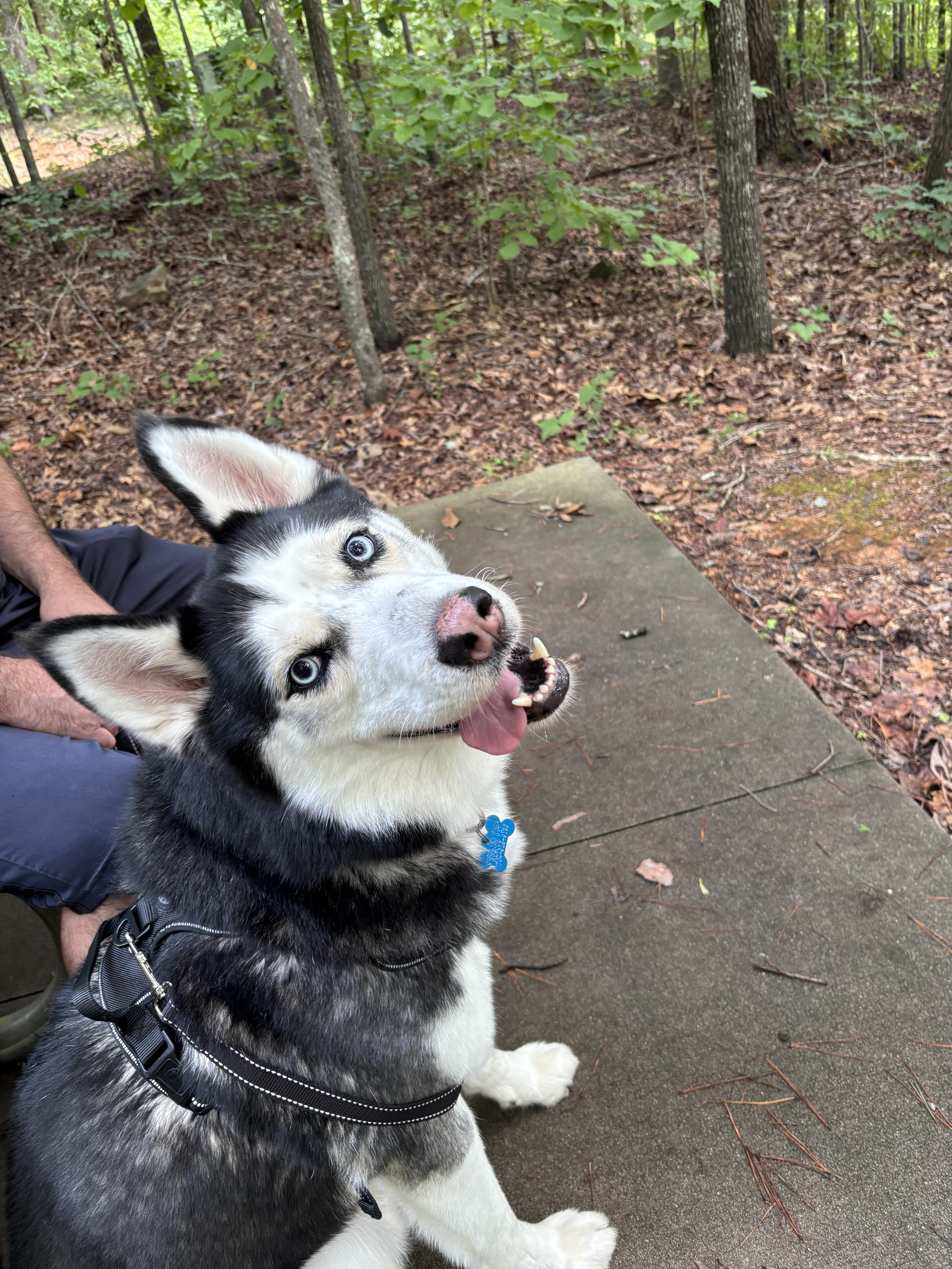 Enlarge Shiloh, a Adoptable mixed breed in Waxhaw, NC image 5/6