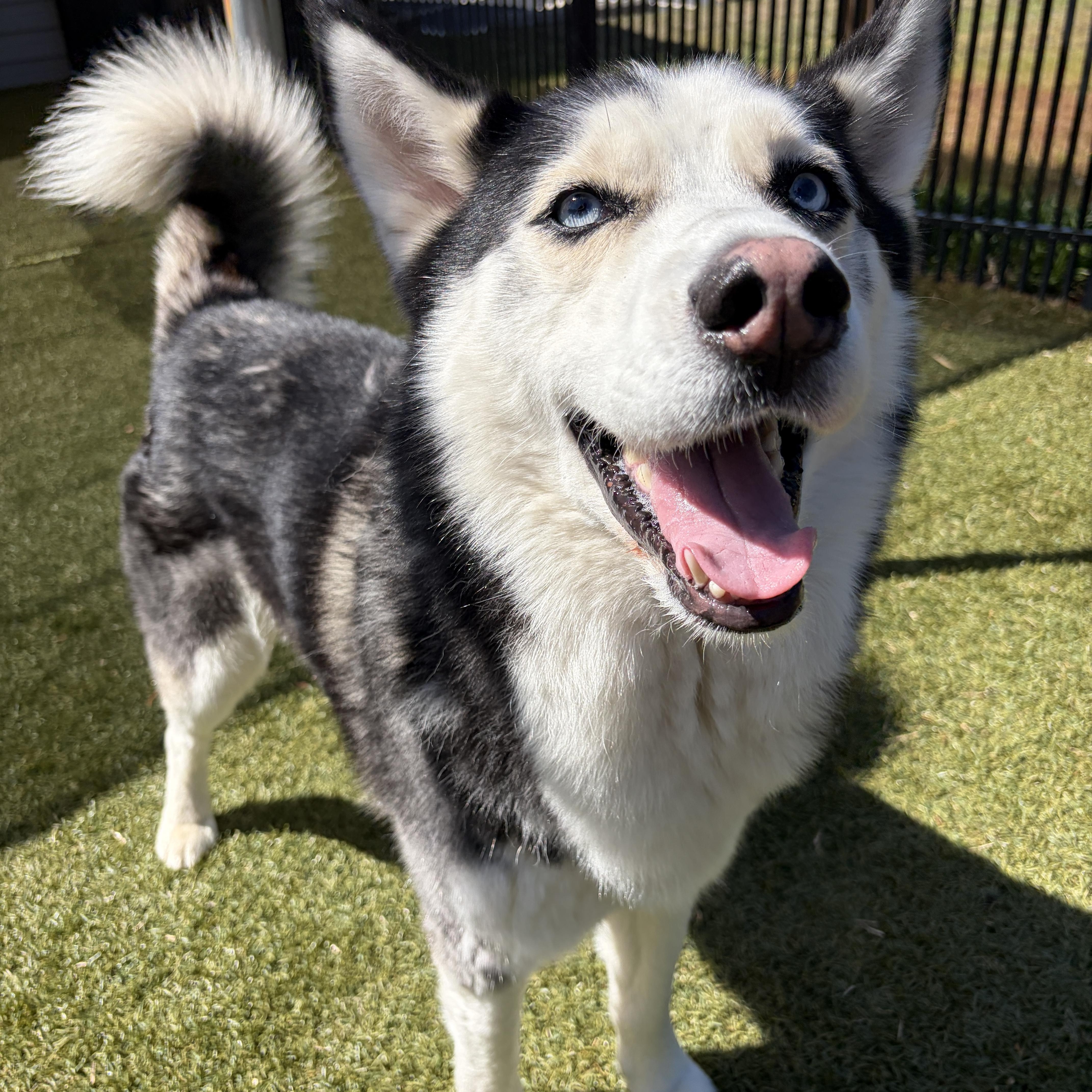 Shiloh, adoptable, Adult Male Husky.