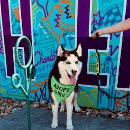 Shiloh, ADOPTABLE, Adult Male Siberian Husky.