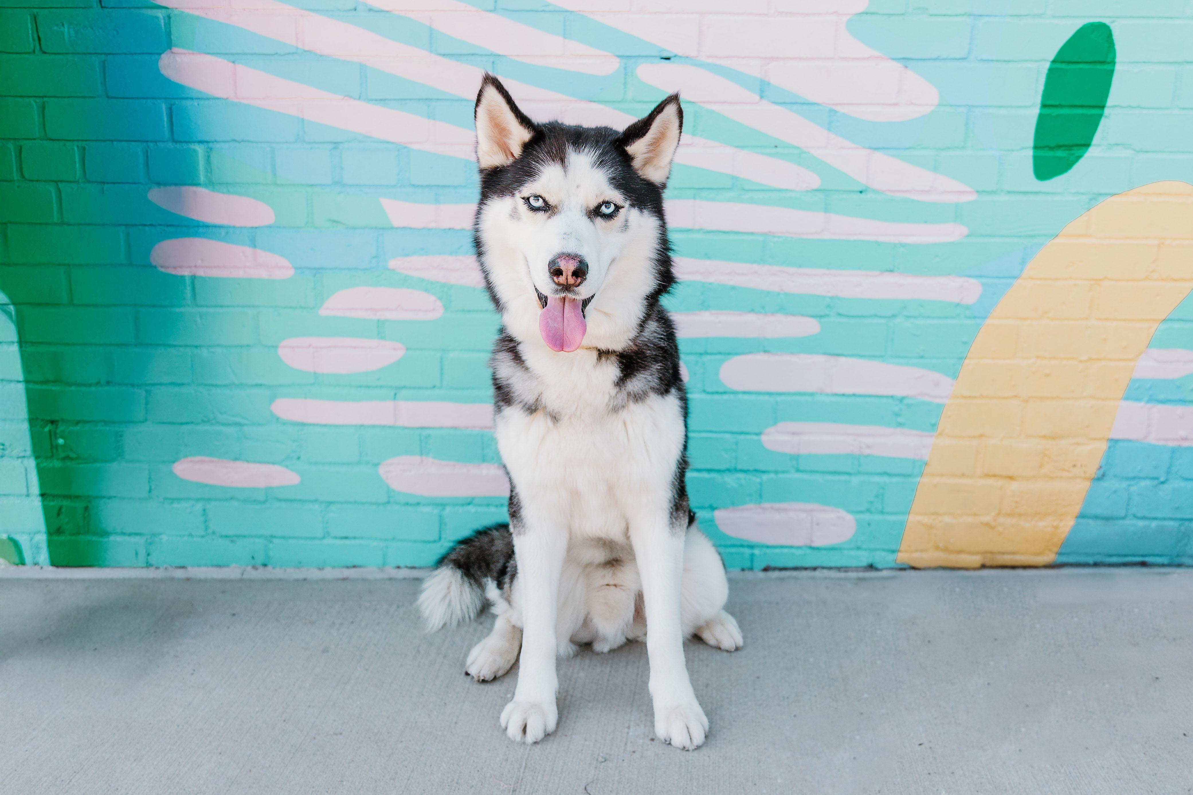 Enlarge Shiloh, a Adoptable mixed breed in Waxhaw, NC image 4/6