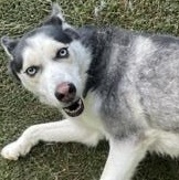 Shiloh, an adoptable mixed breed in Waxhaw, NC image 4/6