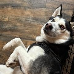 Shiloh, an adoptable mixed breed in Waxhaw, NC image 4/5