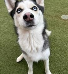 Shiloh, an adoptable mixed breed in Waxhaw, NC image 3/6
