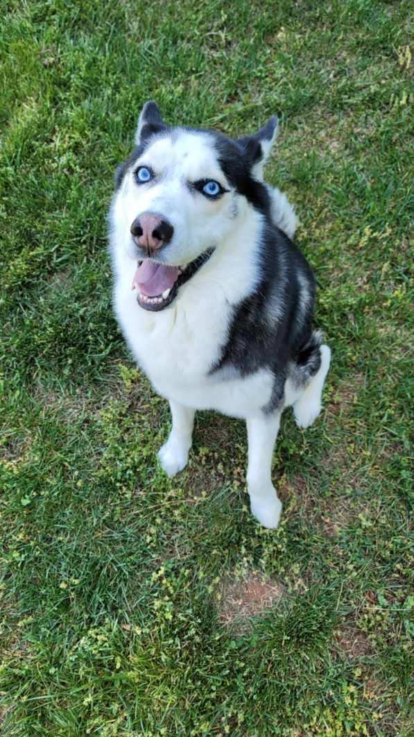Shiloh, an adoptable mixed breed in Waxhaw, NC image 2/6