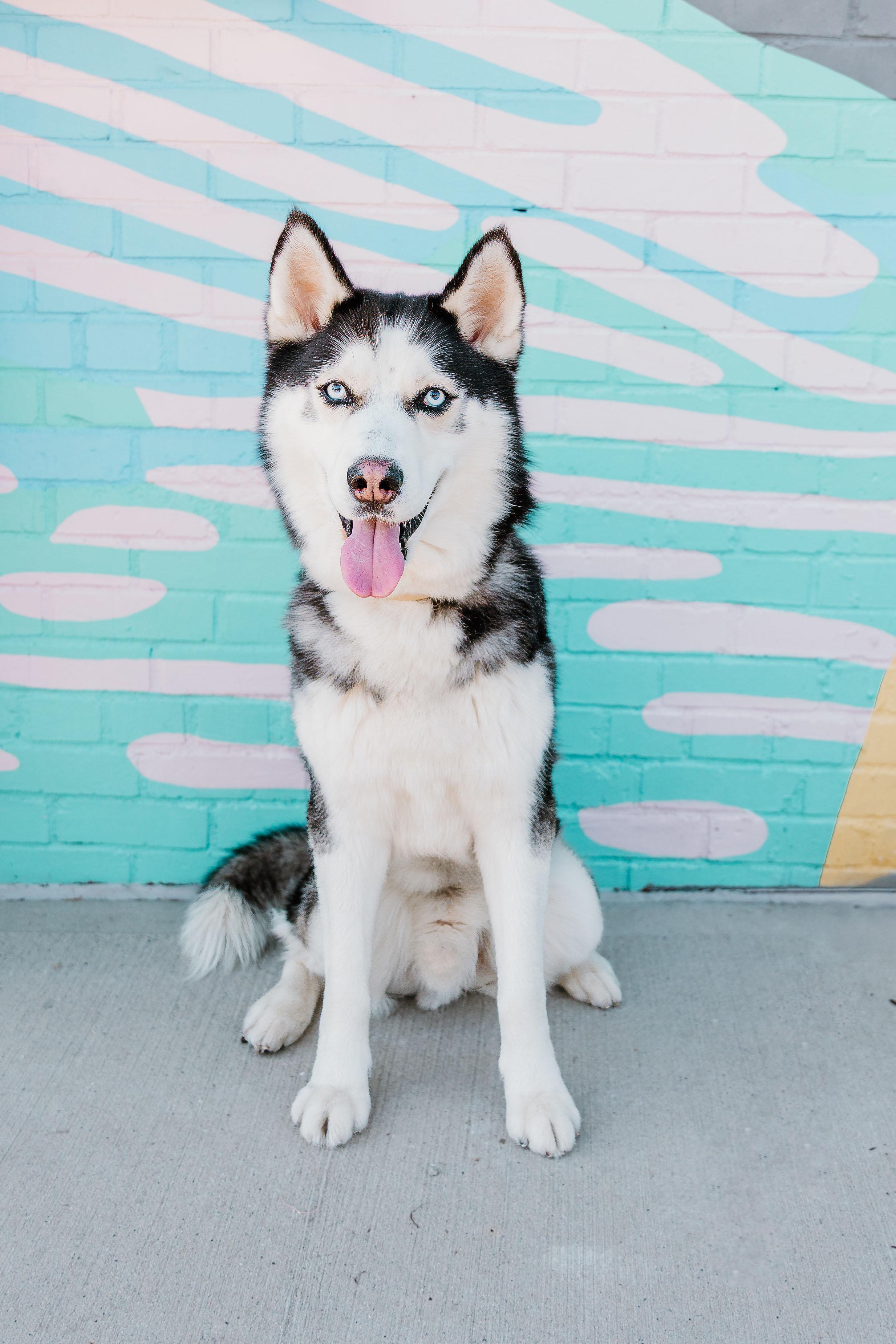 Enlarge Shiloh, a Adoptable mixed breed in Waxhaw, NC image 1/6
