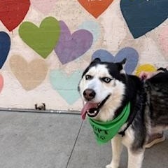 Enlarge Shiloh, a ADOPTABLE mixed breed in Waxhaw, NC image 6/6