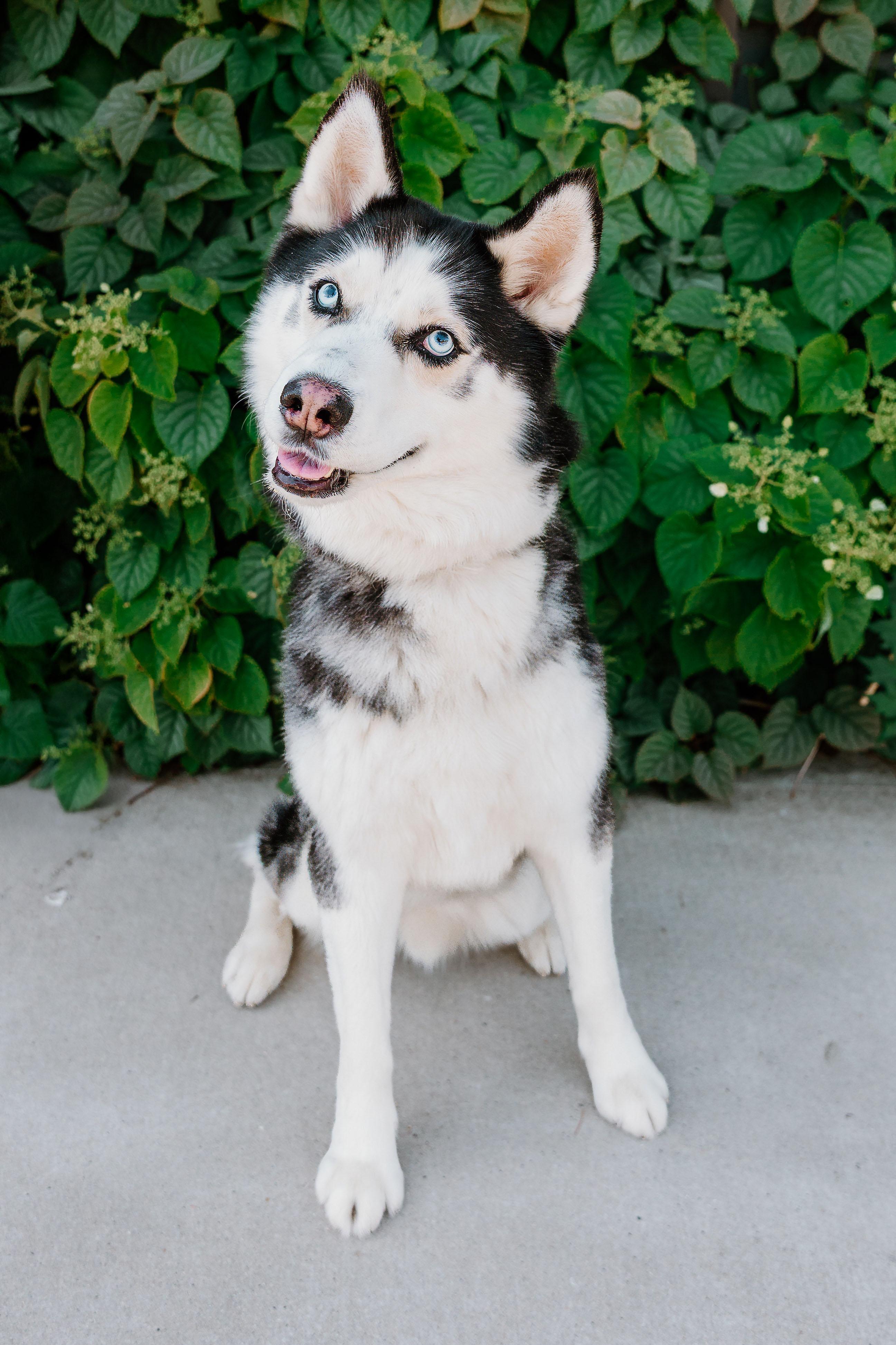 Enlarge Shiloh, an adoptable mixed breed in Waxhaw, NC image 4/6