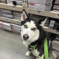 Shiloh, an adoptable mixed breed in Waxhaw, NC image 5/5