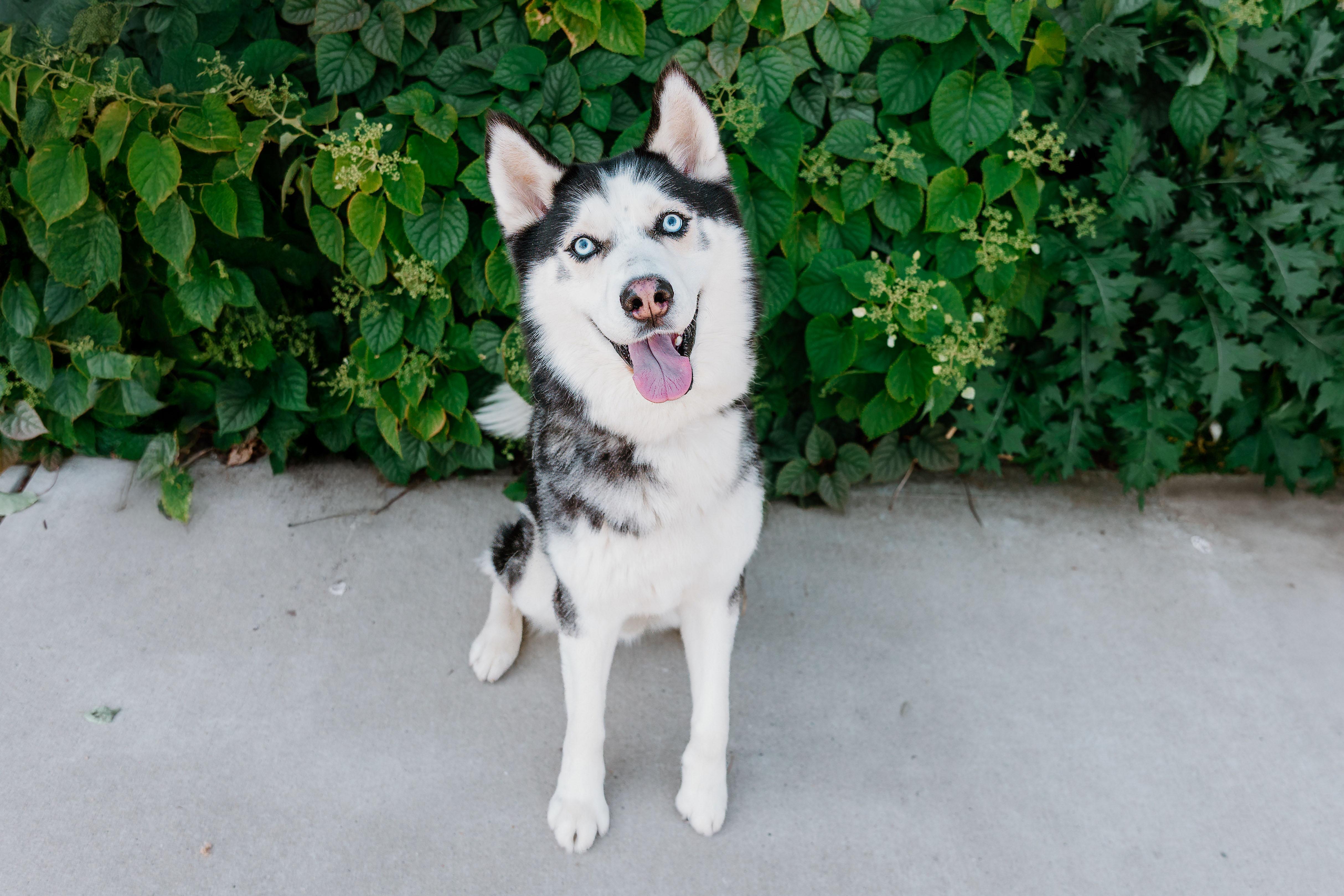 Enlarge Shiloh, a Adoptable mixed breed in Waxhaw, NC image 3/6