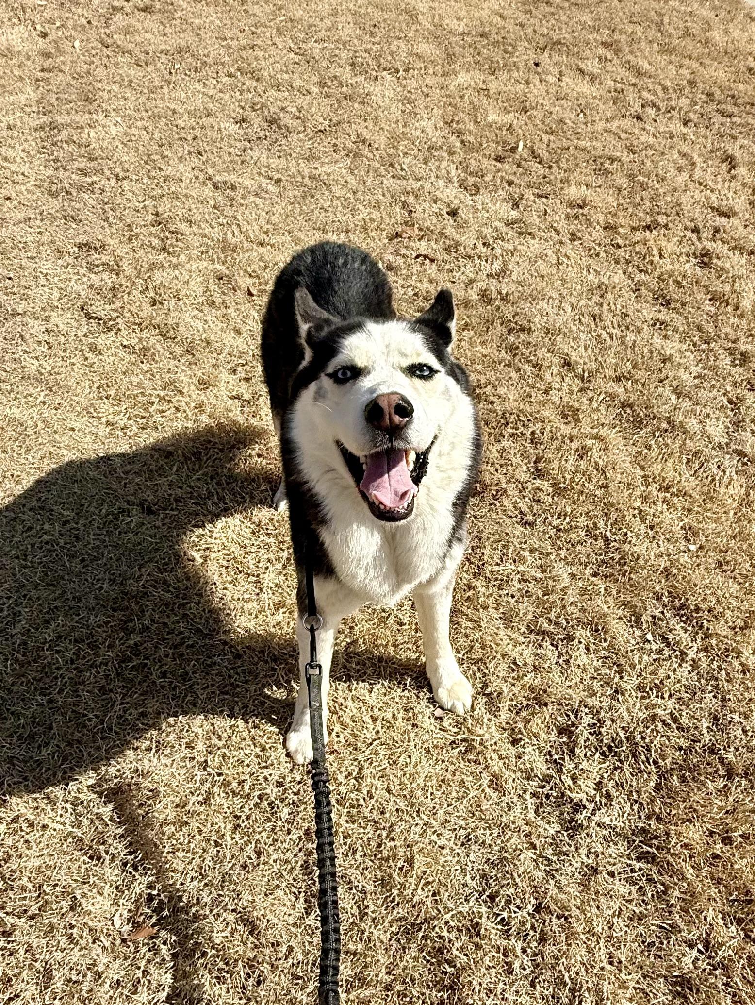 Enlarge Shiloh, a ADOPTABLE mixed breed in Waxhaw, NC image 4/6