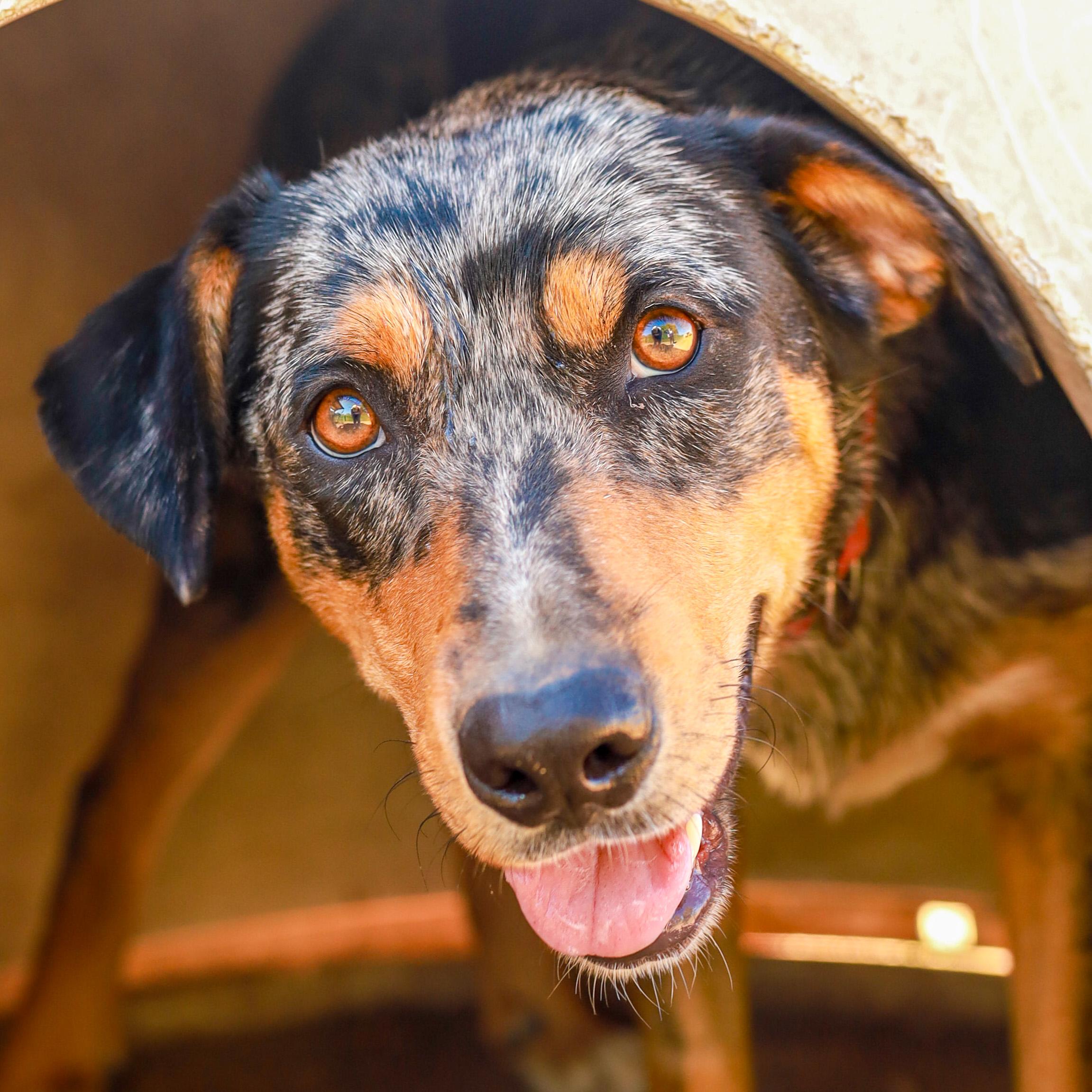 Enlarge Faye, a Adoptable mixed breed in Marble Falls, TX image 1/2