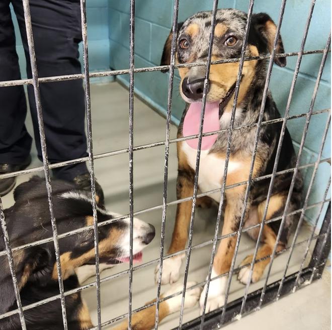 Faye, Adoptable, Young Female Catahoula Leopard Dog & Catahoula Leopard Dog.