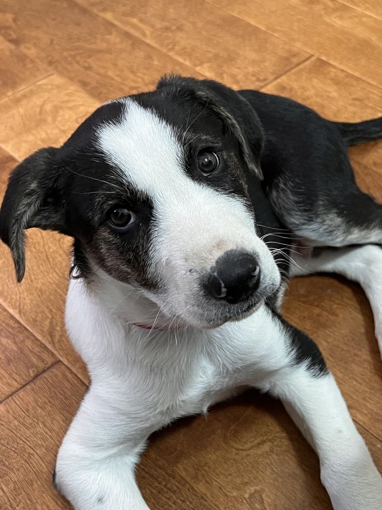 Otto, Adoptable, Puppy Male Plott Hound & Border Collie.