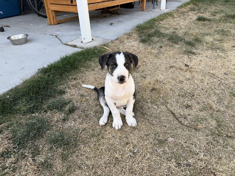 Enlarge Otto, a Adoptable mixed breed in Denver, CO image 2/6