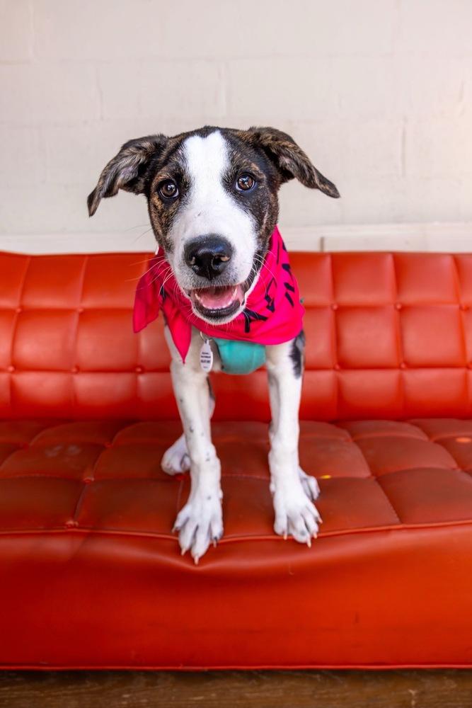 Otto, Adoptable, Puppy Male Plott Hound & Border Collie.