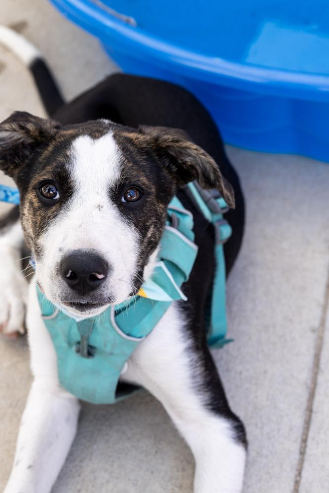 Otto, a Adoptable mixed breed in Denver, CO image 2/6