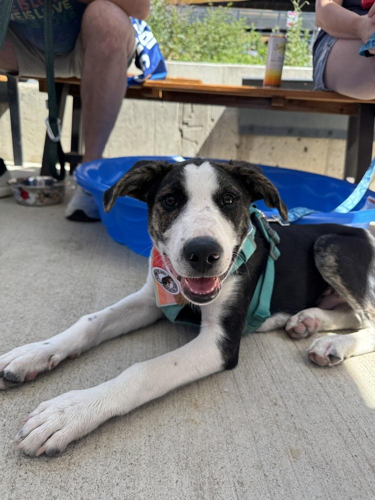 Otto, a Adoptable mixed breed in Denver, CO image 3/6