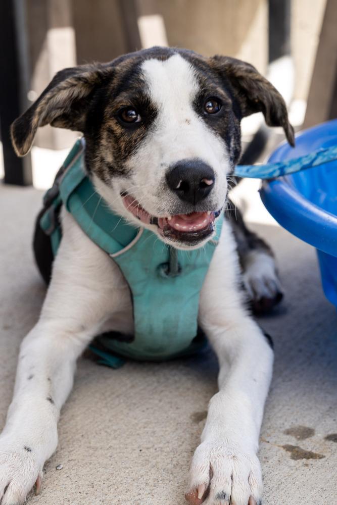 Otto, a Adoptable mixed breed in Denver, CO image 4/6