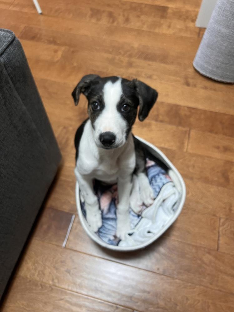 Enlarge Otto, a Adoptable mixed breed in Denver, CO image 3/6
