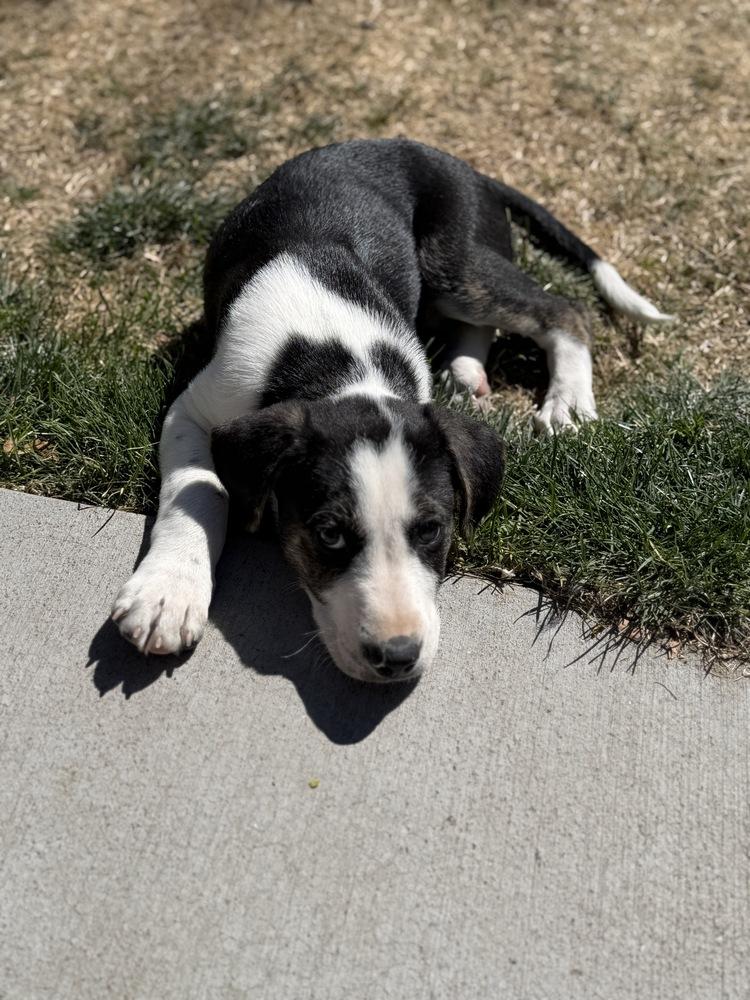 Enlarge Otto, a Adoptable mixed breed in Denver, CO image 4/6