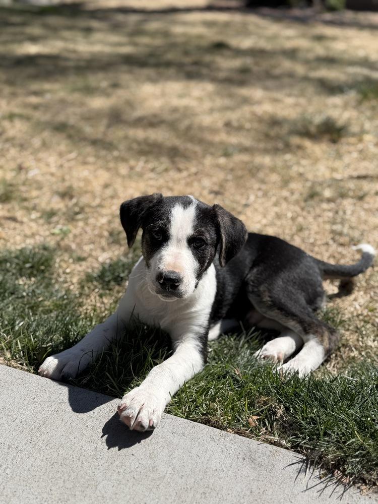 Enlarge Otto, a Adoptable mixed breed in Denver, CO image 5/6