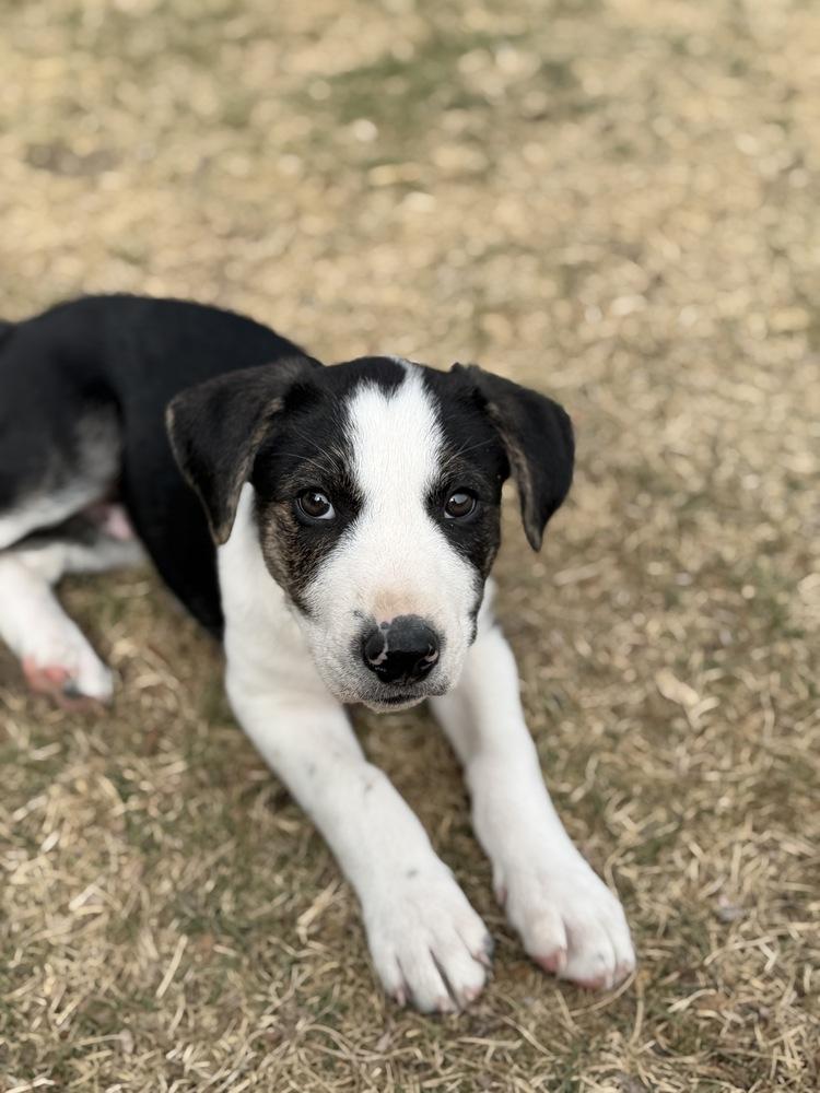 Enlarge Otto, a Adoptable mixed breed in Denver, CO image 6/6