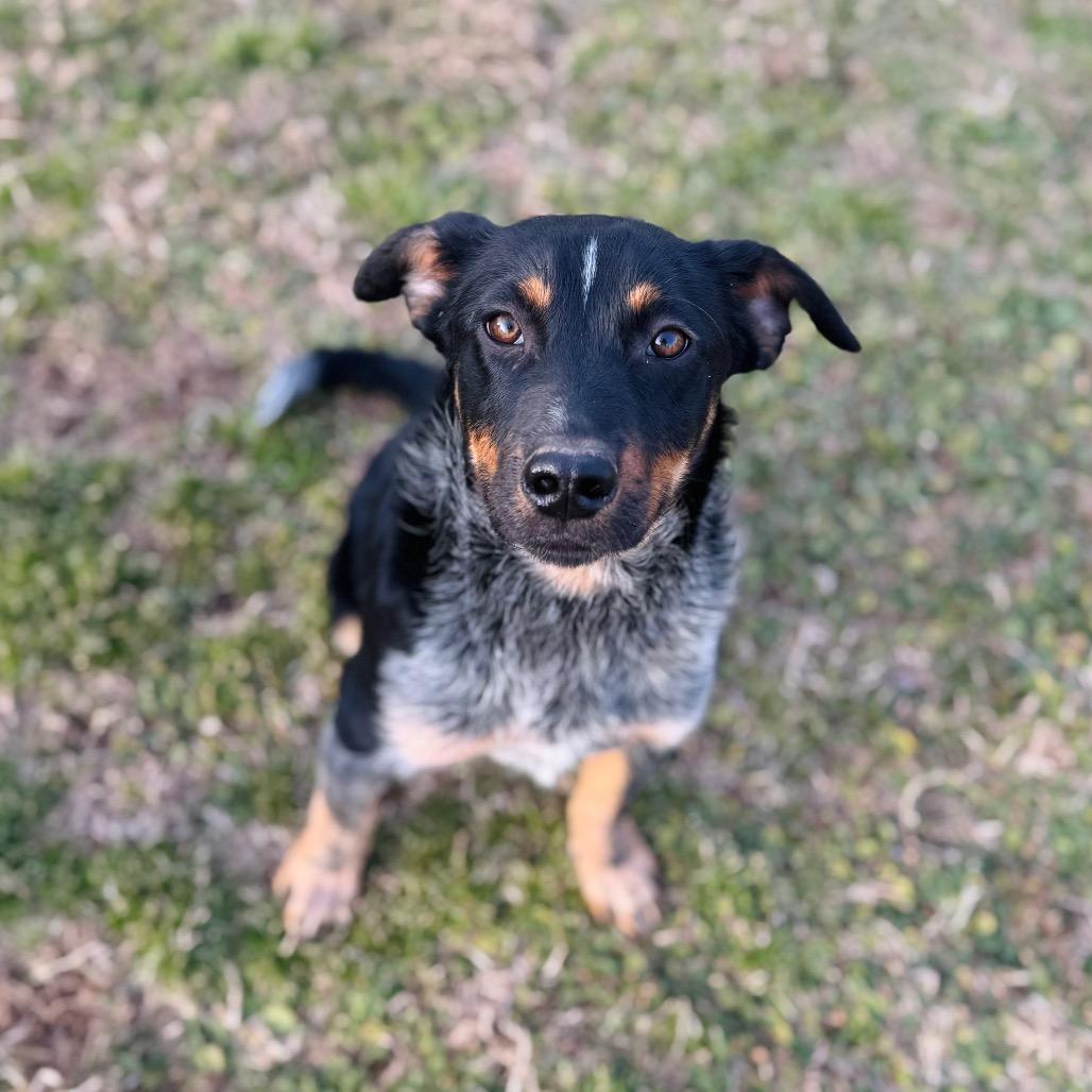 Honeysuckle — thumbnail 2