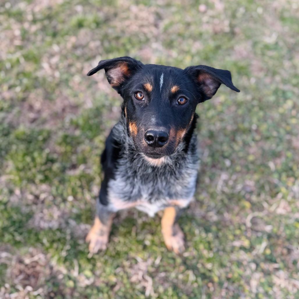 Honeysuckle — thumbnail 4