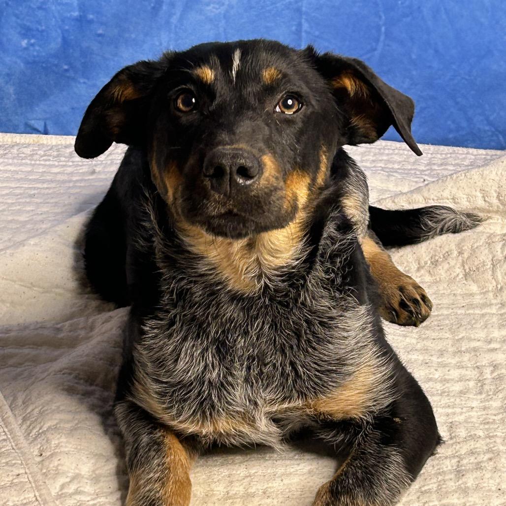 Honeysuckle — thumbnail 5