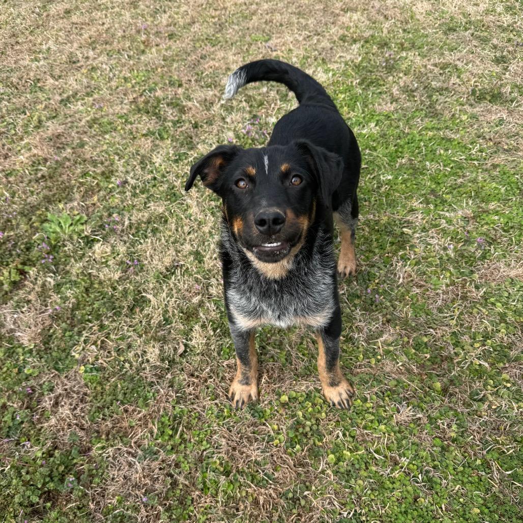 Honeysuckle — thumbnail 6