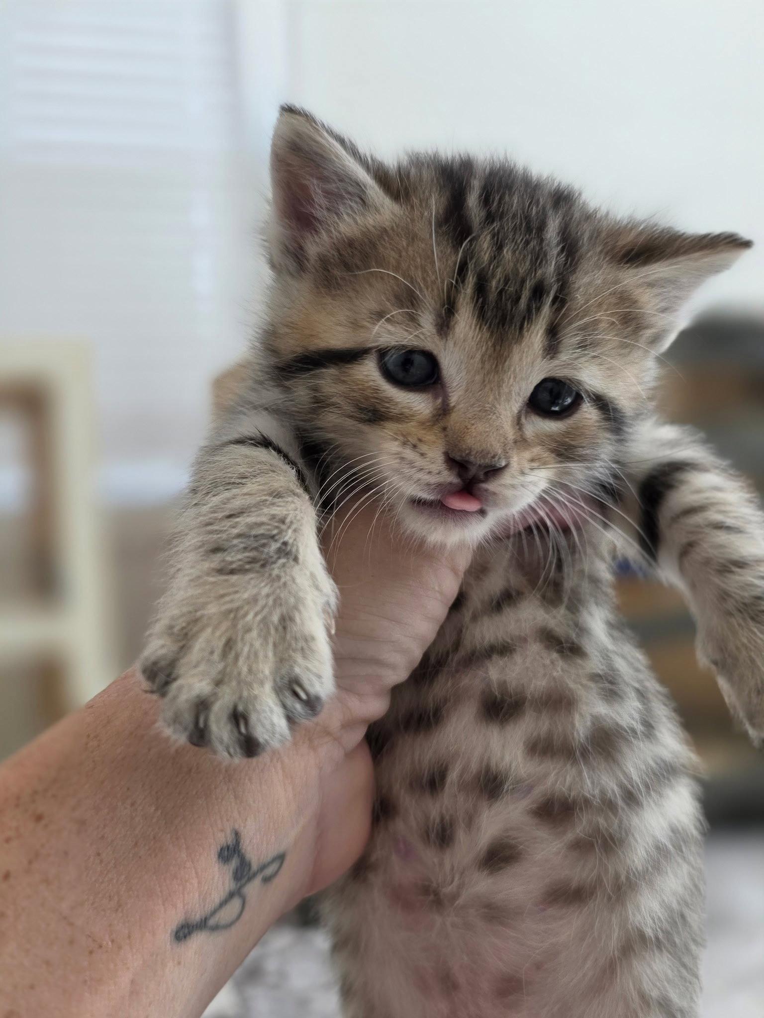 Cheese_returned, Adopted, Kitten Male Domestic Short Hair & Tabby.