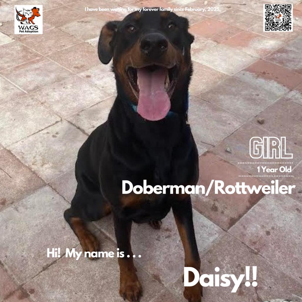 Daisy, a Adoptable mixed breed in Westminster, CA image 1/5