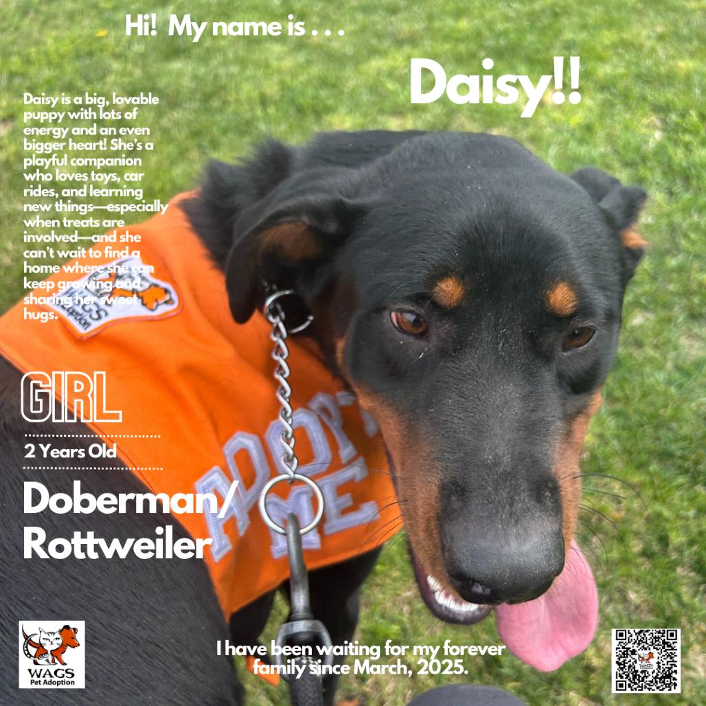 Daisy, a Adoptable mixed breed in Westminster, CA image 2/5
