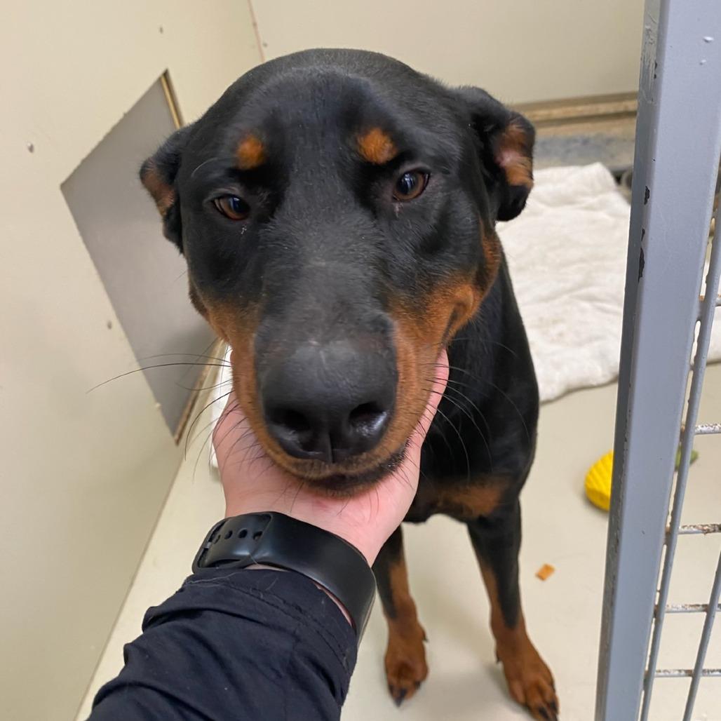 Daisy, a Adoptable mixed breed in Westminster, CA image 3/5