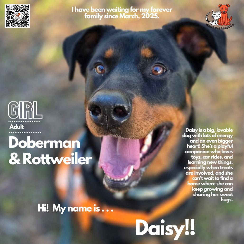 Daisy, a Adoptable mixed breed in Westminster, CA image 4/5