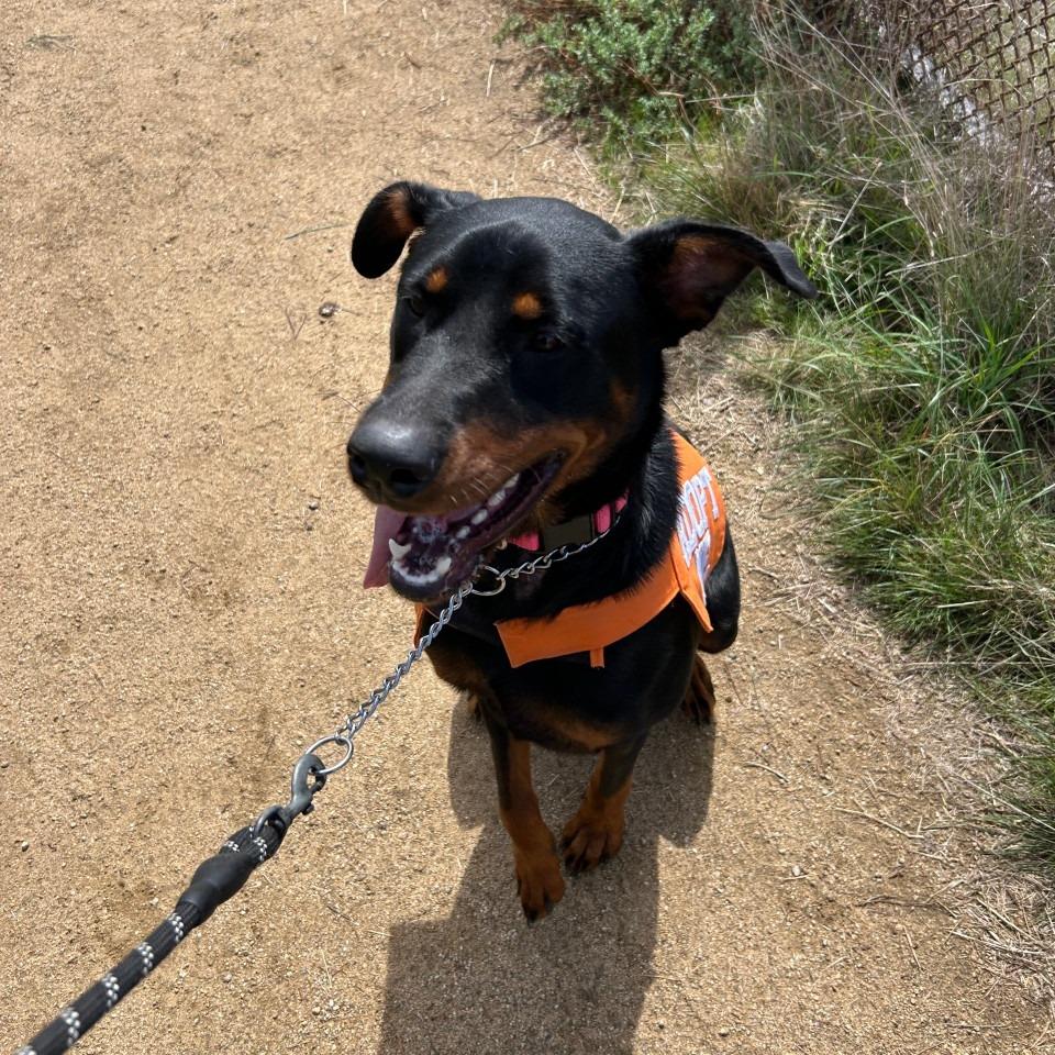 Daisy, a Adoptable mixed breed in Westminster, CA image 5/5