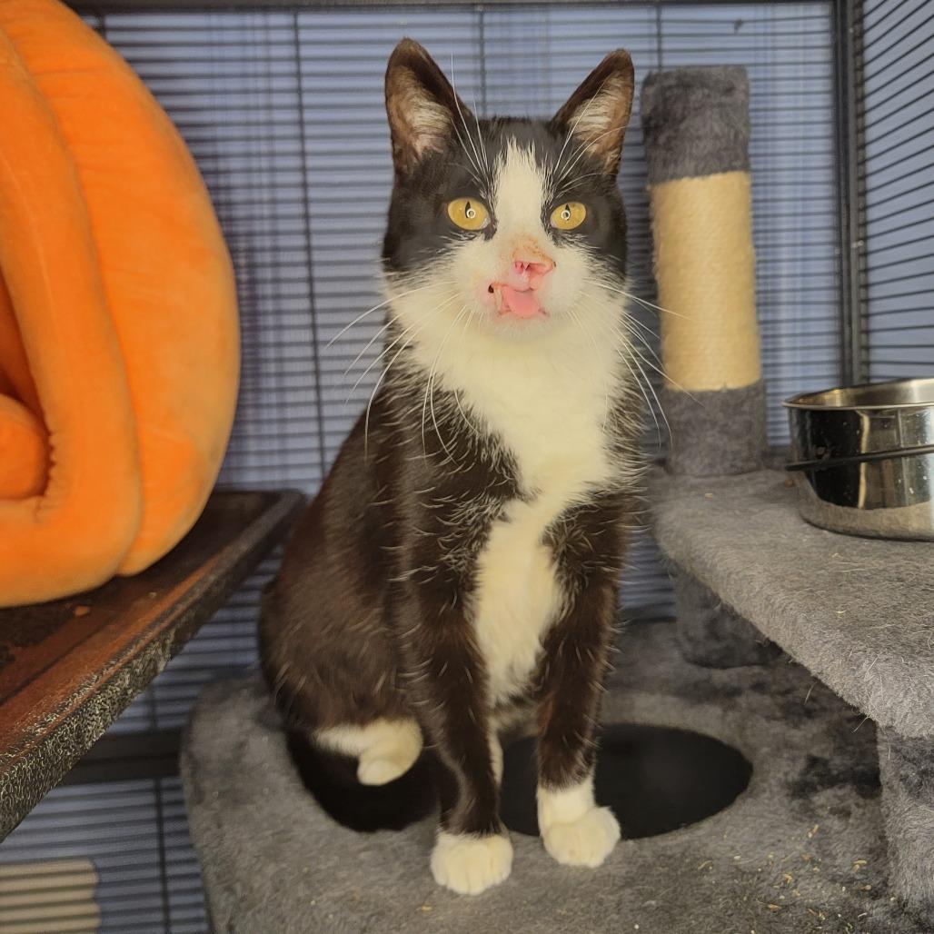 Enlarge Zara (& Remi), a Adoptable Domestic Short Hair in Kansas City, MO image 1/6