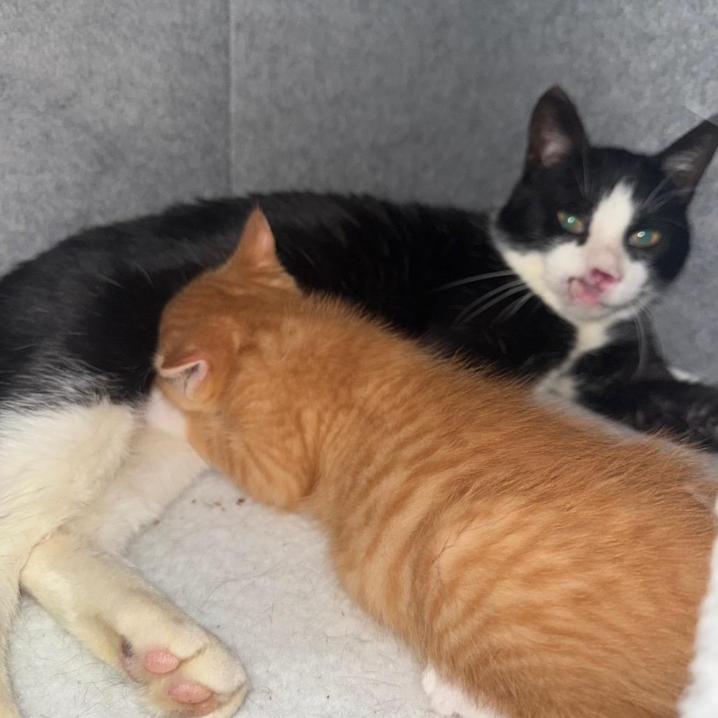Enlarge Zara (& Remi), a Adoptable Domestic Short Hair in Kansas City, MO image 2/6