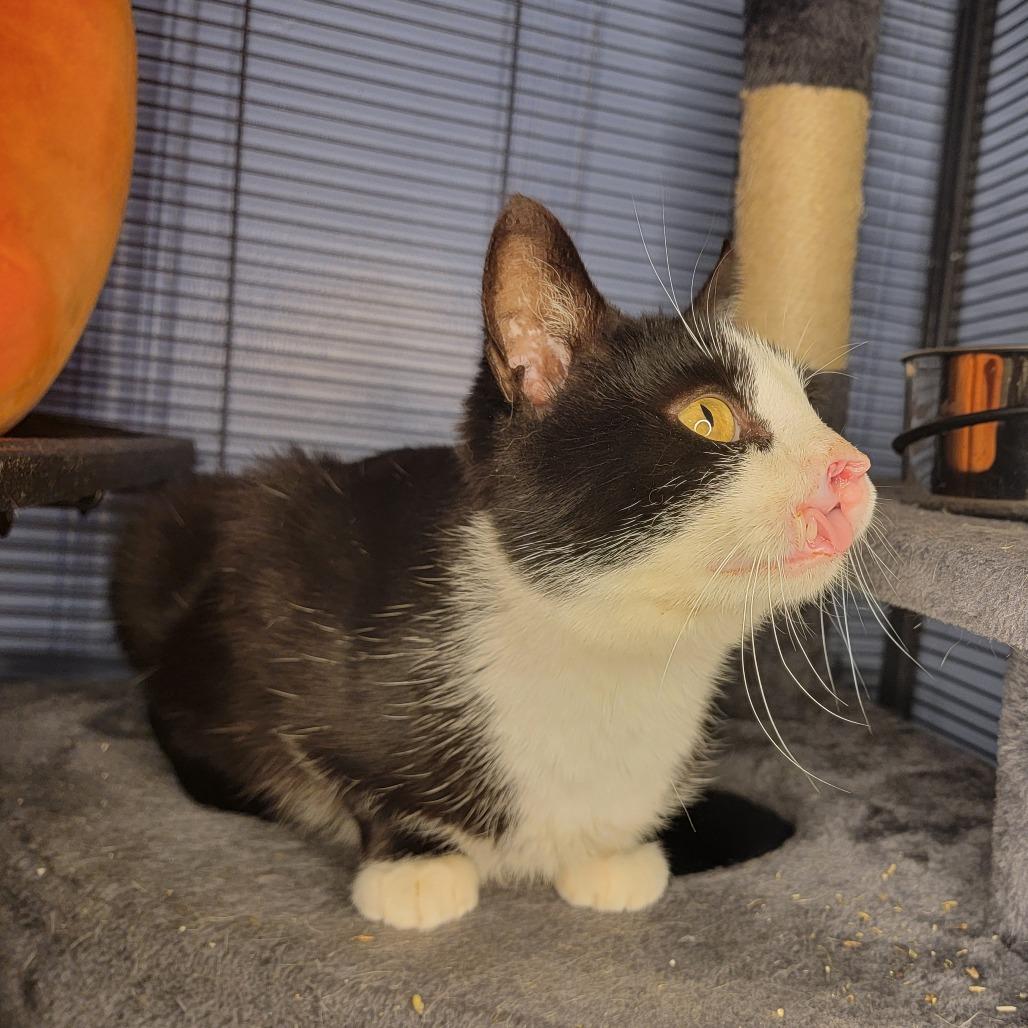 Enlarge Zara (& Remi), a Adoptable Domestic Short Hair in Kansas City, MO image 3/6