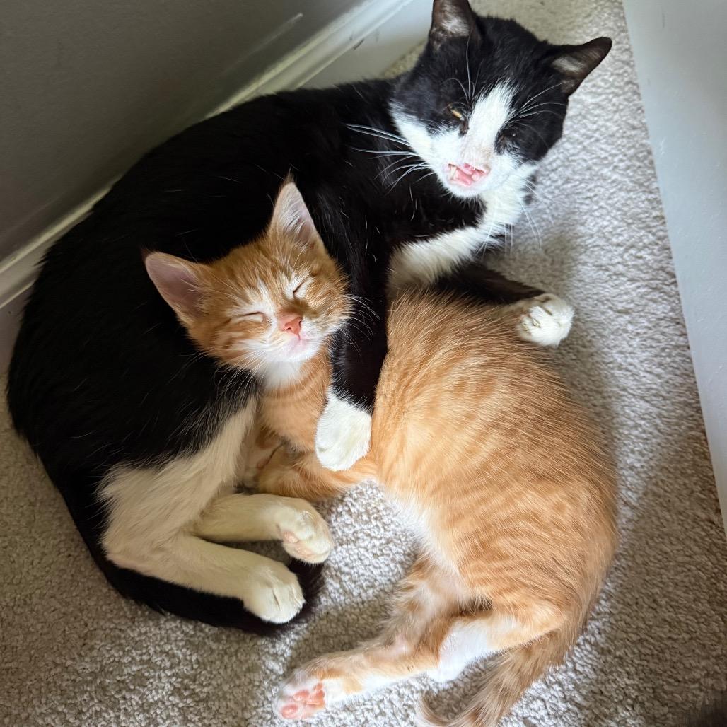 Enlarge Zara (& Remi), a Adoptable Domestic Short Hair in Kansas City, MO image 4/6