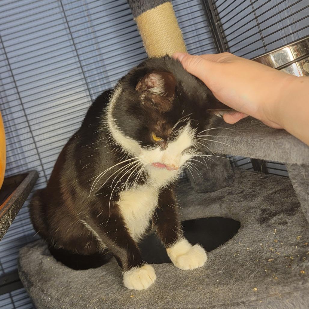 Enlarge Zara (& Remi), a Adoptable Domestic Short Hair in Kansas City, MO image 5/6
