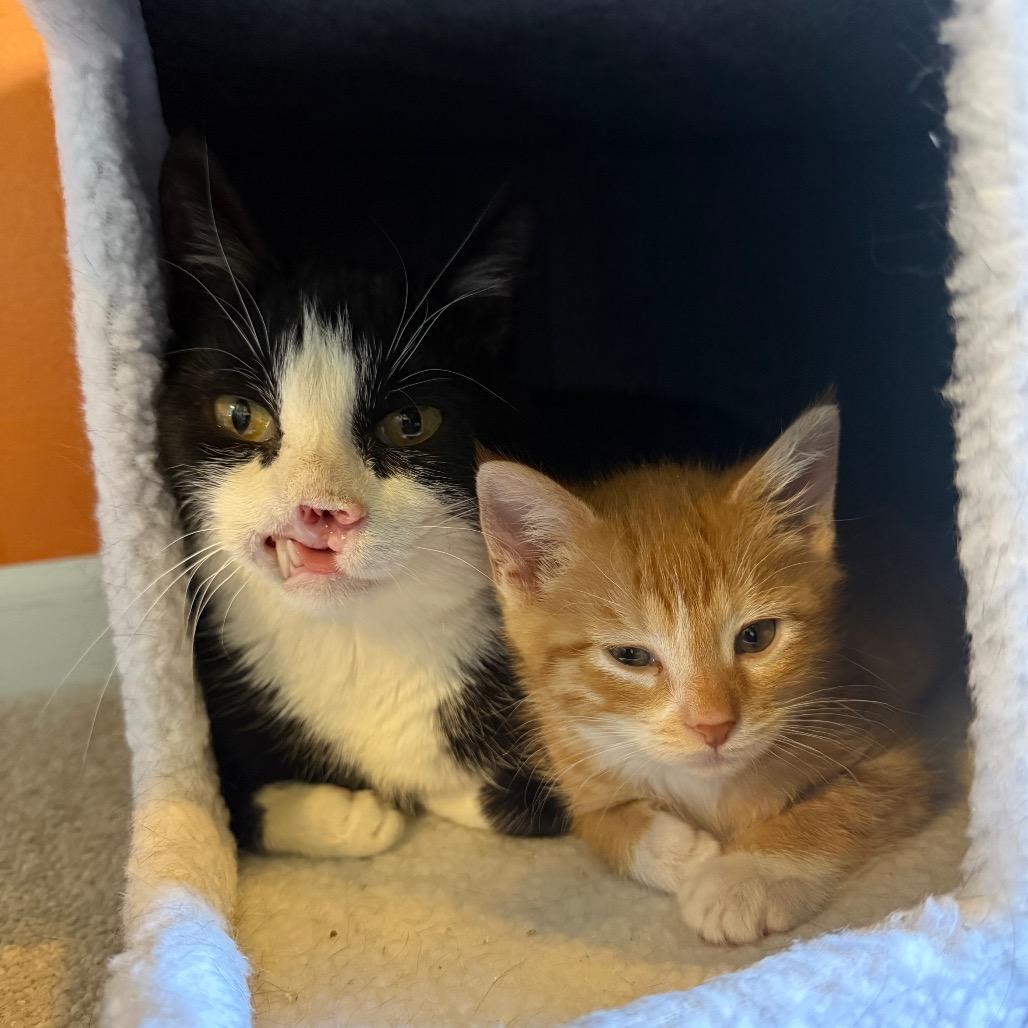 Enlarge Zara (& Remi), a Adoptable Domestic Short Hair in Kansas City, MO image 6/6