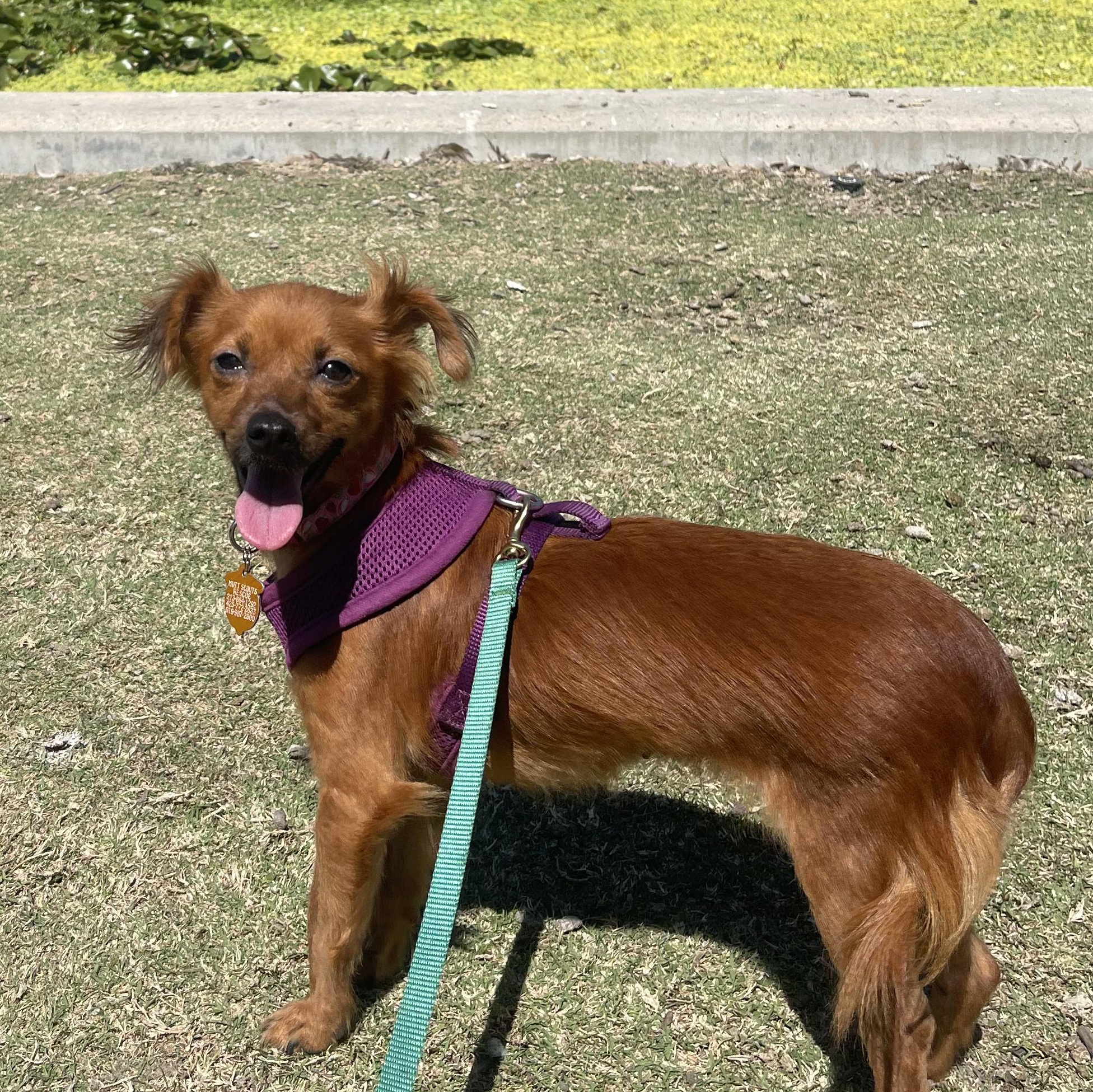 Honey Spaniel Dog